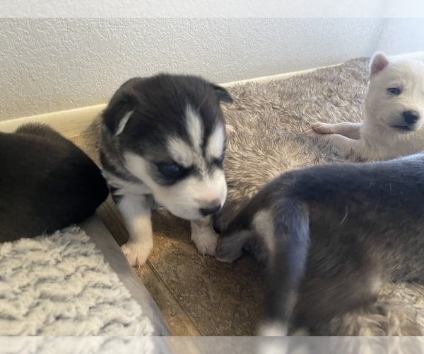 Medium Photo #7 Siberian Husky Puppy For Sale in TUCSON, AZ, USA