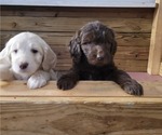 Small Photo #11 Goldendoodle Puppy For Sale in MORELAND, GA, USA