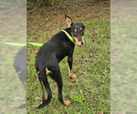 Small #21 Miniature Pinscher Mix