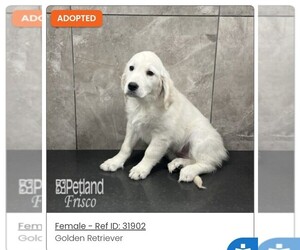 English Cream Golden Retriever Puppy for sale in CARROLLTON, TX, USA