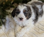 Puppy 2 Bernedoodle (Miniature)