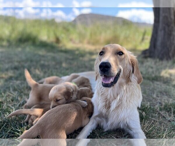 Medium Photo #1 Golden Retriever Puppy For Sale in DE BEQUE, CO, USA