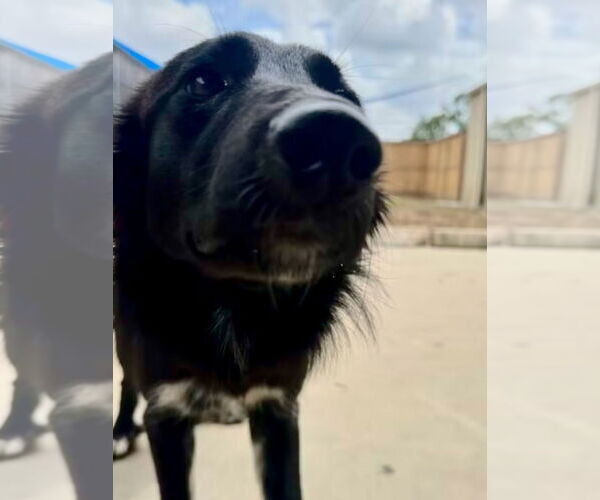 Medium Photo #3 Border Collie Puppy For Sale in Houston, TX, USA