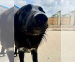 Small #2 Border Collie