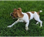 Small Photo #9 Jack Russell Terrier Puppy For Sale in QUARRYVILLE, PA, USA