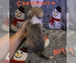 Small Photo #6 Chizer Puppy For Sale in MONTEZUMA, GA, USA