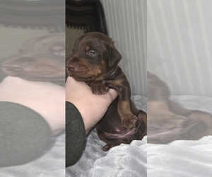 Doberman Pinscher Puppy for sale in CORBIN, KY, USA
