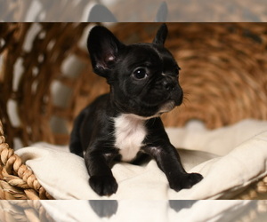 Medium French Bulldog