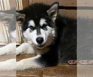 Alaskan Malamute Puppy for sale in LANCASTER, SC, USA