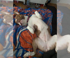 Bambee - Female American Pit Bull Terrier-Unknown Mix Dog for Adoption - Photo #7