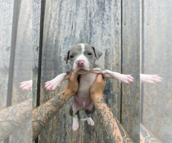 Medium Photo #1 American Pit Bull Terrier-American Staffordshire Terrier Mix Puppy For Sale in Frankenmuth, MI, USA