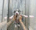 Small American Pit Bull Terrier-American Staffordshire Terrier Mix