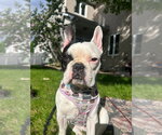 Small #1 French Bulldog