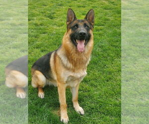 Father of the German Malinois puppies born on 02/21/2026