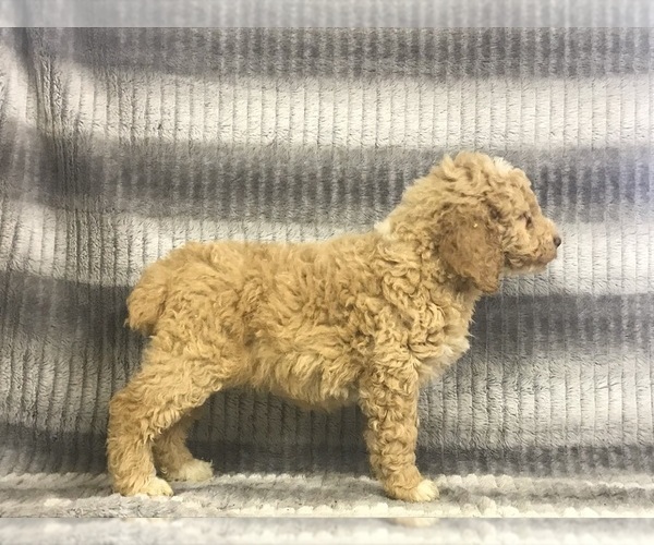 Medium Photo #12 Poodle (Standard) Puppy For Sale in CHETEK, WI, USA