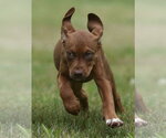 Small #3 Boxer-Retriever  Mix