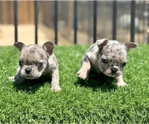 French Bulldog Puppy for sale in LAS VEGAS, NV, USA