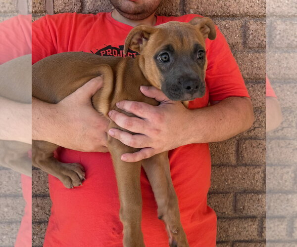 Medium Photo #1 American Staffordshire Terrier Puppy For Sale in Gilberts, IL, USA