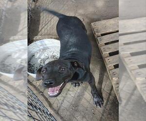 Labrador Retriever-Unknown Mix Dogs for adoption in San Antonio, TX, USA