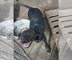Small Labrador Retriever Mix