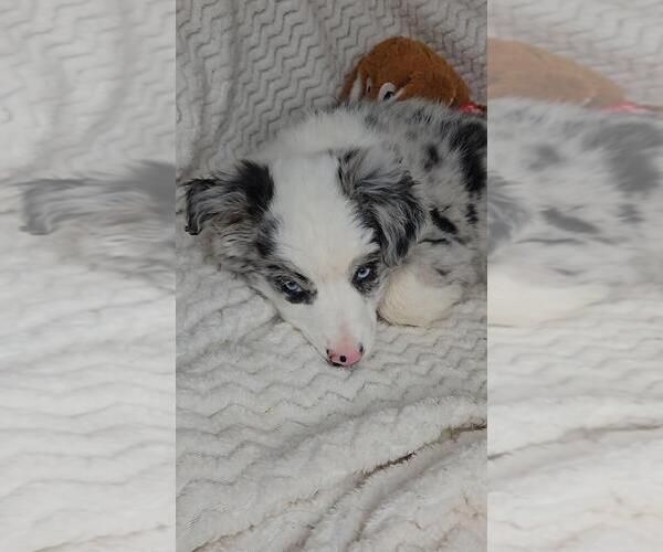 Medium Photo #3 Miniature Australian Shepherd Puppy For Sale in JASONVILLE, IN, USA