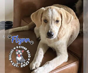 Flynn - Male Great Pyrenees-Unknown Mix Dog for Adoption - Photo #3