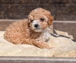 Small Photo #38 Cavapoo (Miniature) Puppy For Sale in GOSHEN, IN, USA