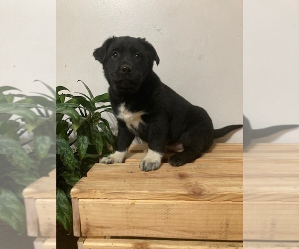 Medium Photo #3 Australian Cattle Dog-Labrador Retriever Mix Puppy For Sale in DOWNING, WI, USA