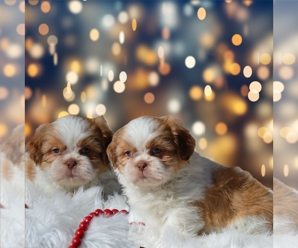 Medium Photo #1 Shih Tzu Puppy For Sale in SOUTH GRAFTON, MA, USA