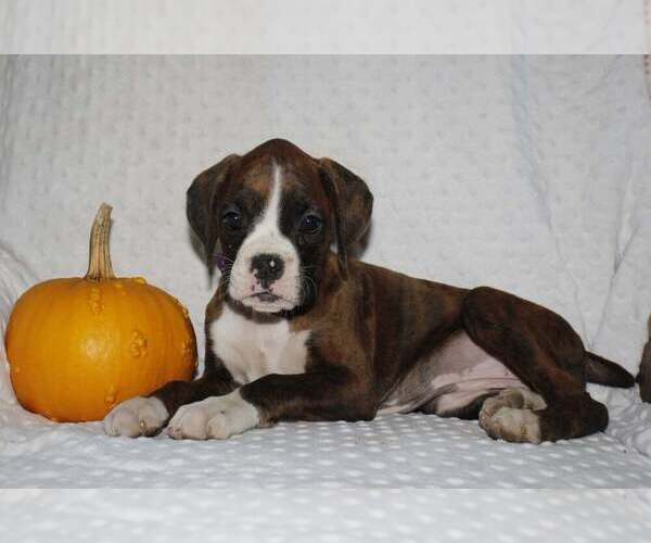 Medium Photo #4 Boxer Puppy For Sale in SHIPSHEWANA, IN, USA