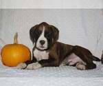 Small #3 Boxer