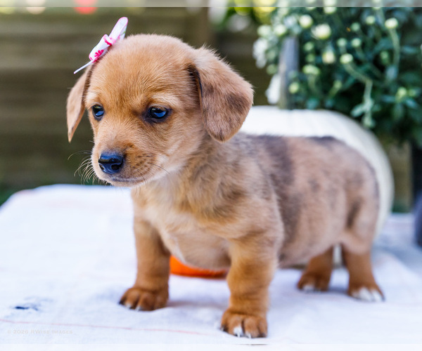 Medium Photo #9 Dorgi Puppy For Sale in WAKARUSA, IN, USA