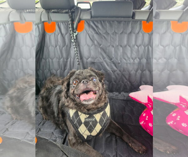 Medium Photo #5 Pug Puppy For Sale in Indianapolis, IN, USA