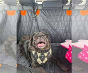 Myles - Male Pug Dog for Adoption - Photo #5