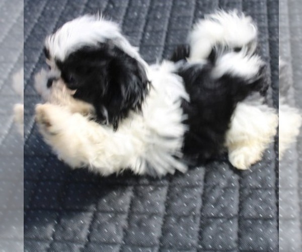 Medium Photo #1 Shih Tzu Puppy For Sale in THAYER, KS, USA