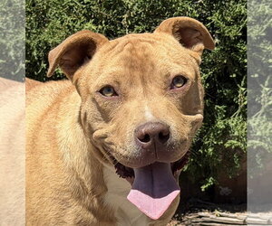 Charismatic Mr Claudio ~ American Bully - Male American Staffordshire Terrier Dog for Adoption - Photo #2