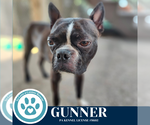 Small #1 Boston Terrier
