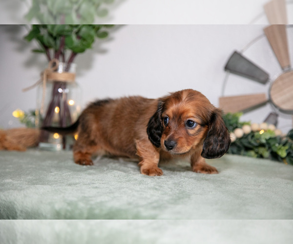 Medium Photo #13 Dachshund Puppy For Sale in GOSHEN, IN, USA