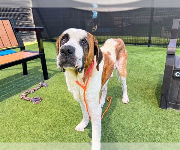 Medium Photo #2 Saint Bernard-Unknown Mix Puppy For Sale in Orange, CA, USA