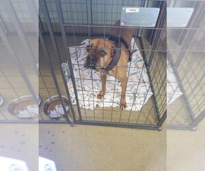 Boxer Dogs for adoption in Upland, CA, USA