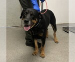 MISTY - Female Rottweiler-Unknown Mix Dog for Adoption - Small photo