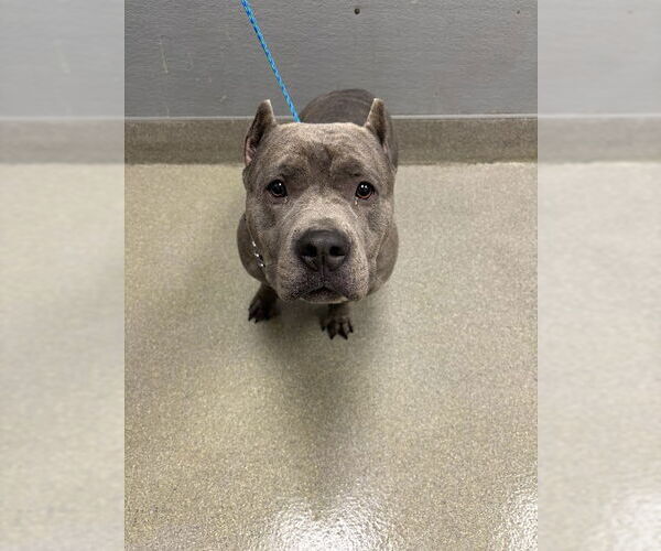 Medium Photo #1 American Pit Bull Terrier-Unknown Mix Puppy For Sale in Las Vegas, NV, USA