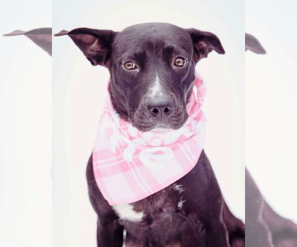 Medium Photo #26 American Pit Bull Terrier-Labrador Retriever Mix Puppy For Sale in Princeton, MN, USA