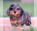Small #2 Poodle (Toy)