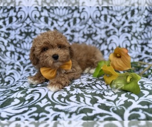 Bichpoo Puppy for sale in LAKELAND, FL, USA