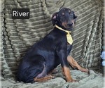 Small Doberman Pinscher