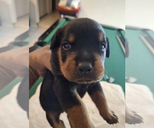 Rottweiler Puppy for sale in LAKELAND, FL, USA