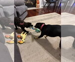 Small Photo #2 Poodle (Miniature)-Unknown Mix Puppy For Sale in Holly Springs, NC, USA
