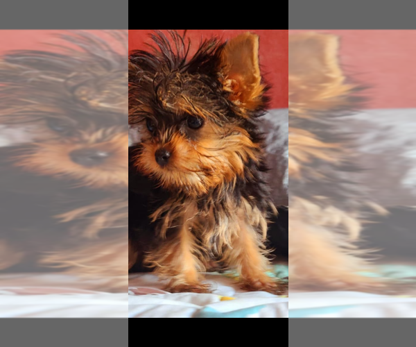 Medium Photo #2 Yorkshire Terrier Puppy For Sale in SAN DIEGO, CA, USA