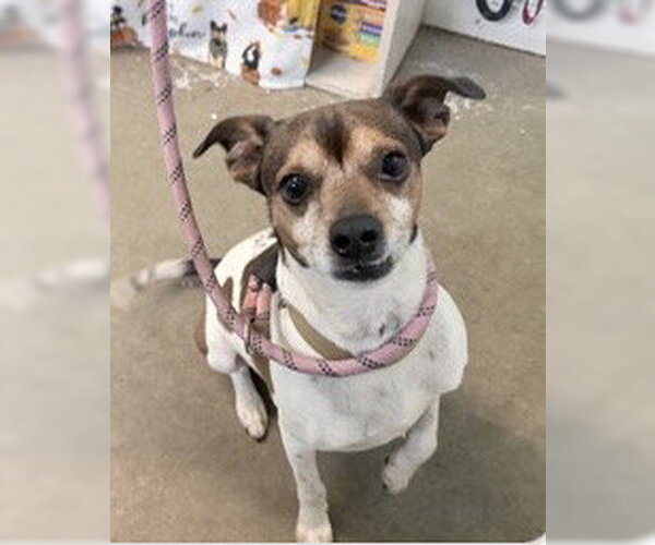 Medium Photo #1 Rat Terrier-Unknown Mix Puppy For Sale in Oakhurst, NJ, USA